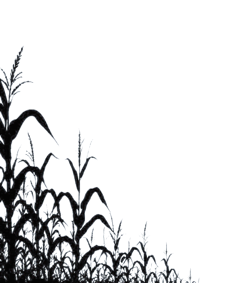 Cascading corn stalks from the left.